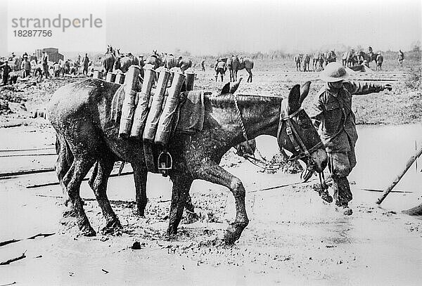 Pferde und Maultiere für den Transport von Artilleriegranaten an der Front  Schlachtfeld während des Ersten Weltkriegs in Westflandern  Belgien  Europa
