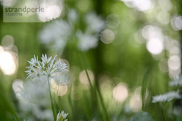 Bärlauch (Allium ursinum)  Blüten  im Buchenwald  Gegenlicht  Bottrop  Ruhrgebiet  Nordrhein-Westfalen  Deutschland  Europa