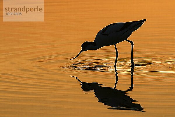 Schwarzkopfiger Säbelschnäbler (Recurvirostra avosetta) bei der Nahrungssuche im flachen Wasser und bei Sonnenuntergang als Silhouette