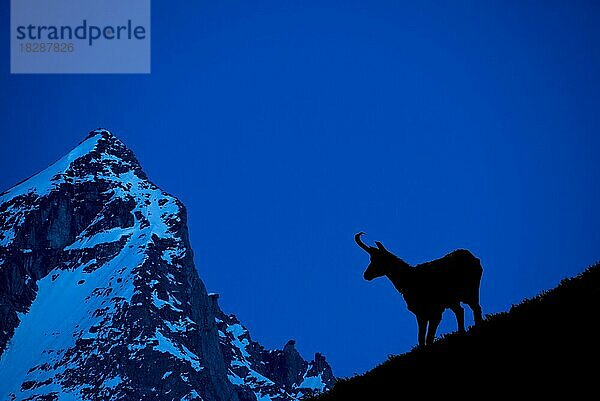 Gämse (Rupicapra rupicapra)  Silhouette vor nächtlichem Berghintergrund  Alpen