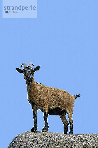 Hausziege (Capra aegagrus hircus) auf einem Felsen im Streichelzoo stehend