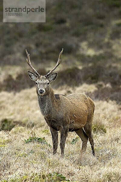 Rothirsch (Cervus elaphus)  Männchen  auf Moorland in den Hügeln im Winter in den schottischen Highlands  Schottland  UK