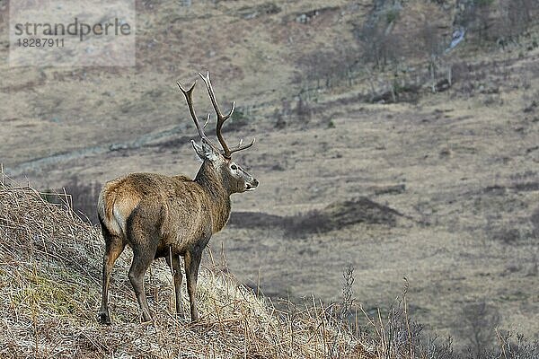 Rothirsch (Cervus elaphus)  Männchen  am Berghang mit Blick in ein Tal in den Hügeln im Winter in den schottischen Highlands  Schottland  UK