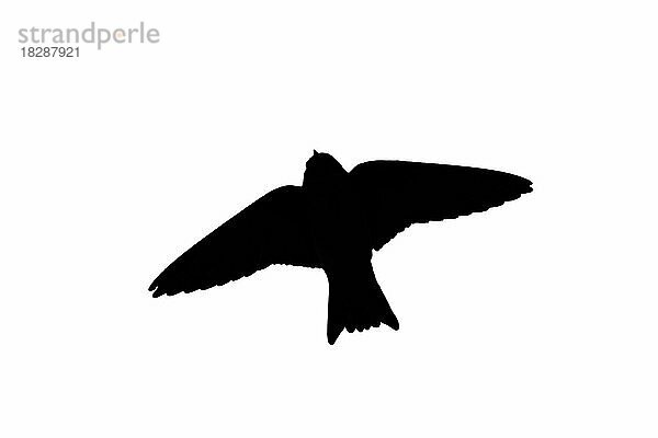 Silhouette der Uferschwalbe (Riparia riparia) im Flug  umrissen auf weißem Hintergrund  um die Form von Flügeln  Kopf und Schwanz zu zeigen