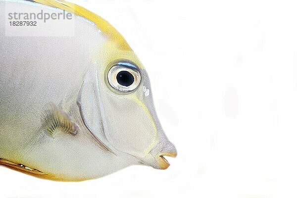Doktorfisch (Acanthurus)  Korallenriff  Freisteller  Porträt  Weißer Hintergrund