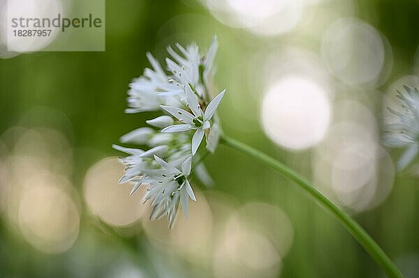 Bärlauch (Allium ursinum)  Blüte  im Buchenwald  Gegenlicht  Bottrop  Ruhrgebiet  Nordrhein-Westfalen  Deutschland  Europa