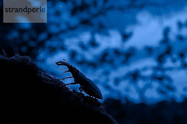 Europäischer Hirschkäfer (Lucanus cervus)  Männchen mit großen Mandibeln  Kiefer bei der Futtersuche auf einem Baumstamm  Silhouette in der Sommerdämmerung