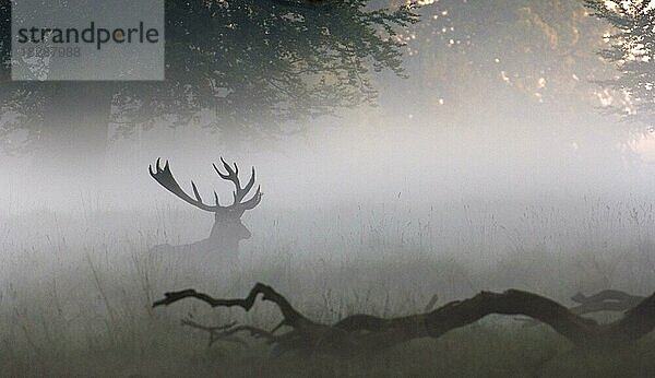 Rothirsch (Cervus elaphus) am Waldrand im Nebel während der Brunftzeit im Herbst