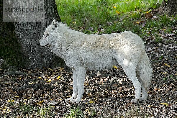Polarwolf (Canis lupus arctos)  weißer Wolf  Polarwolf im Zoo  beheimatet in der hocharktischen Tundra von Kanada