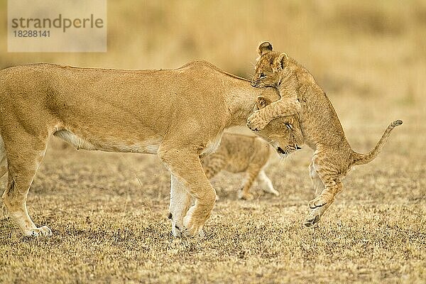 Afrikanisches Löwenjunges springt auf den Kopf seiner Mutter in der Masai Mara  Kenia  Afrika