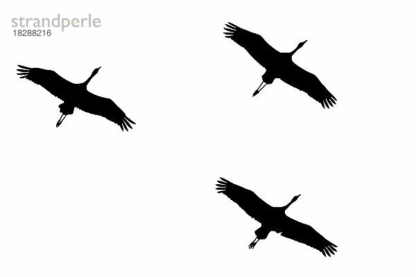 Silhouette eines Kranichschwarms (Grus grus) im Flug  umrissen auf weißem Hintergrund  um die Form von Flügeln  Kopf und Schwanz zu zeigen