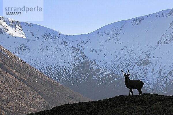 Silhouette eines Rothirsch (Cervus elaphus)  Männchen  auf einem Moorgebiet in den Hügeln im Winter in den schottischen Highlands  Schottland  UK