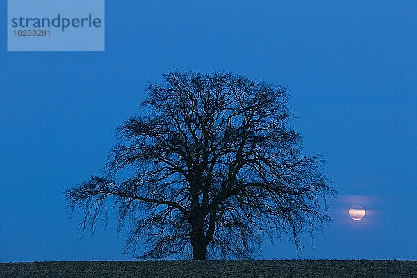Stieleiche (Quercus robur)  Hängeeiche  Solitärbaum auf einem Feld im Winter bei Nacht in einer mondbeschienenen ländlichen Landschaft