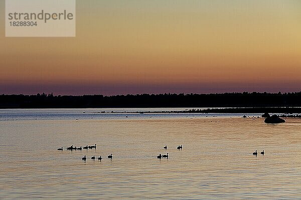 Schwarm Weißwangengänse (Branta leucopsis) im See bei Sonnenuntergang  Gotland  Schweden  Europa