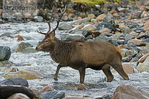 Rothirsch (Cervus elaphus)  Männchen  beim Überqueren eines Flusses  Gebirgsbach im Winter in den schottischen Highlands  Schottland  UK