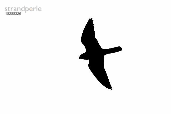 Silhouette eines Baumfalke (Falco subbuteo) im Flug  umrissen auf weißem Hintergrund  um die Form von Flügeln  Kopf und Schwanz zu zeigen