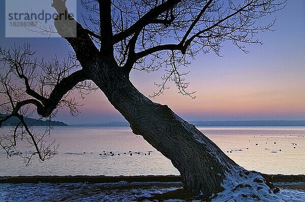 Baum am Ufer des Ammersees  Bayern  Deutschland  Europa