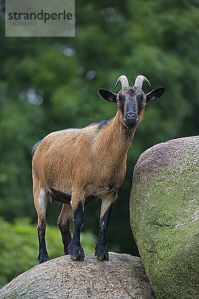 Hausziege (Capra aegagrus hircus) auf einem Felsen im Streichelzoo stehend