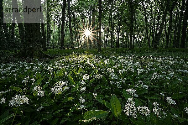 Bärlauch (Allium ursinum)  blühende Pflanzen  im Buchenwald  bei Sonnenaufgang  mit Sonnenstern  Gegenlicht  Bottrop  Ruhrgebiet  Nordrhein-Westfalen  Deutschland  Europa