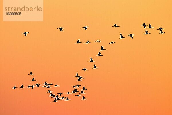 Kranich (Grus grus)  Kranichschwarm im Flug  Silhouette gegen Sonnenaufgang  Sonnenuntergang