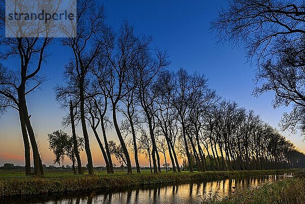 Gebeugte  verdrehte Baumstämme mit kahlen Ästen als Silhouette im Sonnenuntergang entlang des Damme-Kanals im Herbst in Damme  Westflandern  Belgien  Europa