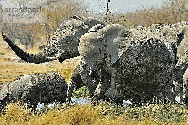 Afrikanischer Elefant (Loxodonta africana)  Savannenelefant  der mit seinem Rüssel Schlamm verspritzt  Etosha-Nationalpark  Namibia  Afrika