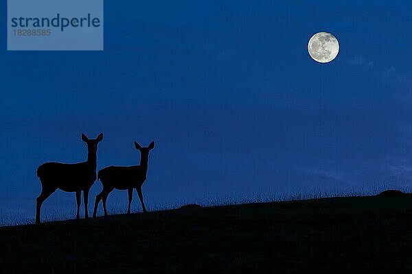 Rothirsch (Cervus elaphus)  weiblich mit Jungtier  Silhouette vor blauem Nachthimmel mit Vollmond