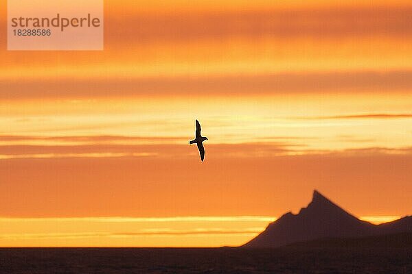 Eissturmvogel (Fulmarus glacialis)  Eissturmvogel im Flug  Silhouette gegen den orangefarbenen Abendhimmel  Svalbard  Spitzbergen  Norwegen  Europa