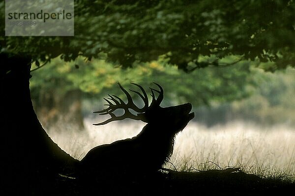 Silhouette eines Rothirsch (Cervus elaphus) unter einer Eiche  der während der Brunftzeit im Herbstwald brüllt  Deutschland  Europa