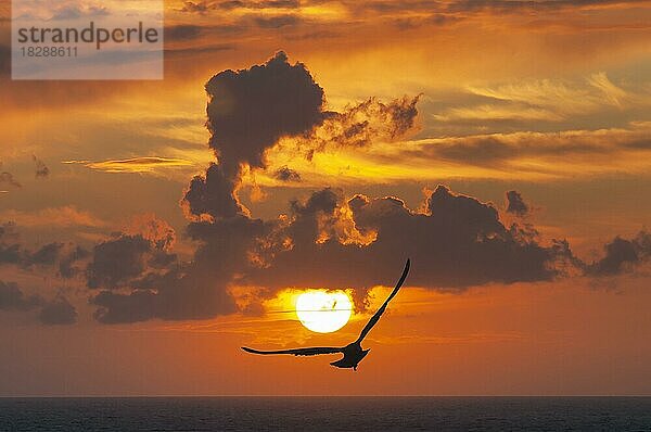 Sonnenuntergang mit Möwe an der französischen Küste des Ärmelkanals in Etretat  Frankreich  Europa