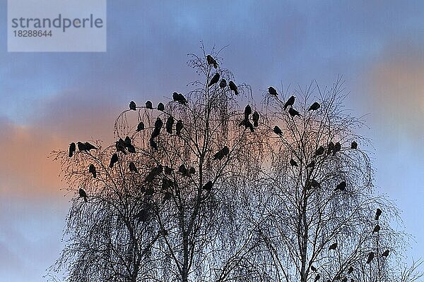 Saatkrähen (Corvus frugilegus)  die sich im Winter in der Dämmerung in einem Baum niederlassen