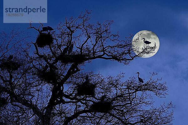 Graureiher (Ardea cinerea) beim Brüten auf Nestern in Bäumen am Reiherhorst  Reiherhorst bei Vollmond im Frühjahr nachts als Silhouette