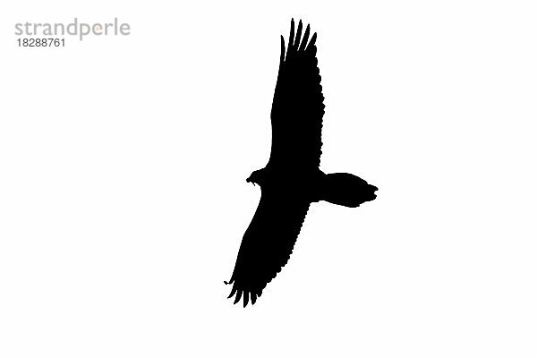 Silhouette eines fliegenden Bartgeier (Gypaetus barbatus)  Lammergeier im Flug  umrissen auf weißem Hintergrund  um Flügel  Kopf und Schwanzformen zu zeigen