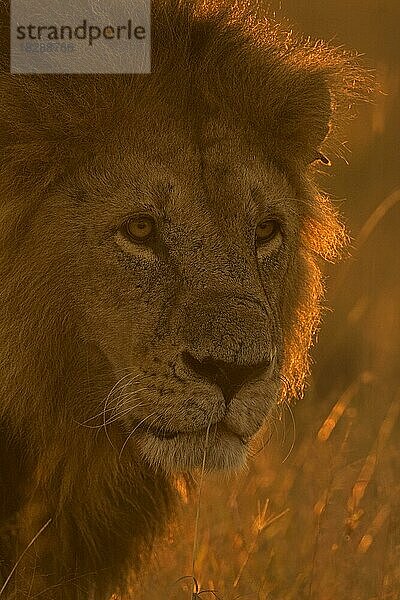 Kopfschuss eines männlichen afrikanischen Löwen im Gegenlicht