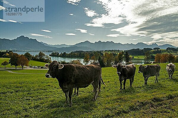 Kühe auf einer Weide oberhalb des Forggensees  im Hintergrund der Forggensee und links der Säuling (2047 m)  Allgäu  Schwaben  Bayern  Deutschland  Europa