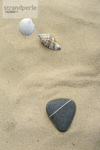 Muscheln und Steine im Sand  Studioaufnahme