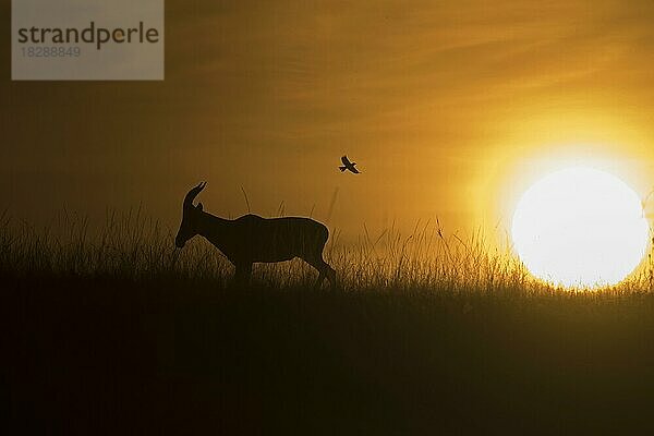 Topi (Damaliscus lunatus jimela) im Schatten der untergehenden Sonne  mit einem fliegenden Vogel im Hintergrund in der Masai Mara  Kenia  Afrika