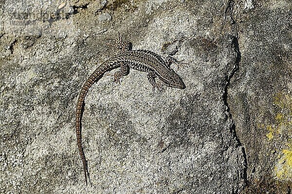 Mauereidechse (Podarcis muralis)  zur Paarungszeit  Landschaftspark Duisburg Nord  Ruhrgebiet  Nordrhein-Westfalen  Deutschland  Europa