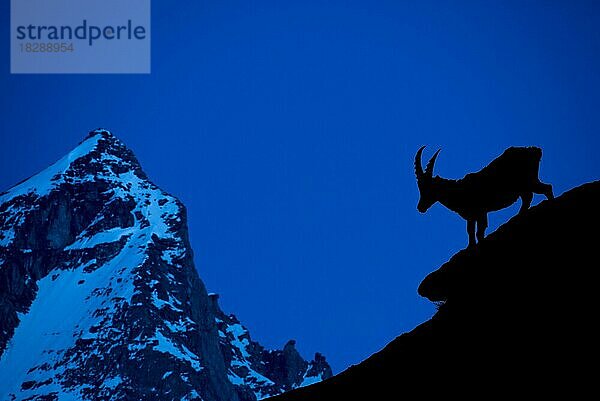 Alpensteinbock (Capra ibex)  Silhouette vor Berghintergrund bei Nacht  Alpen