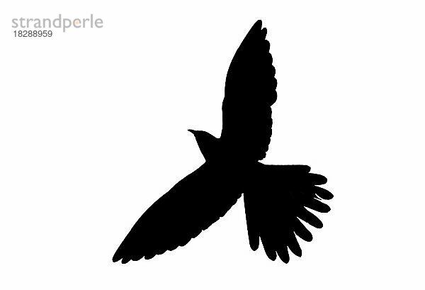 Silhouette des Kuckucks (Cuculus canorus) im Flug  umrissen auf weißem Hintergrund  um die Form von Flügeln  Kopf und Schwanz zu zeigen