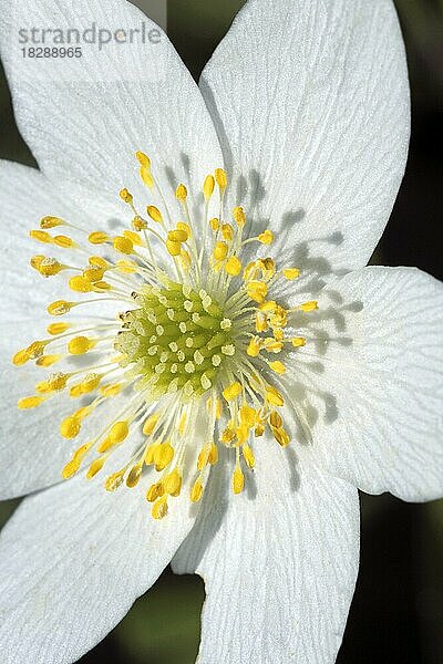 Blühende Buschwindröschen (Anemone nemorosa)