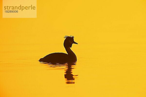 Haubentaucher (Podiceps cristatus) im Brutkleid  schwimmend im See  Teich als Silhouette bei Sonnenaufgang im Frühling