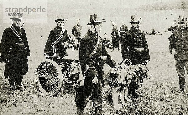 Altes Foto  das belgische Carabiniers  leichte Infanterie des Ersten Weltkriegs  mit einem Maxim-Maschinengewehr zeigt  das von belgischen Mastiff-Hunden im Jahr 1914 gezogen wird