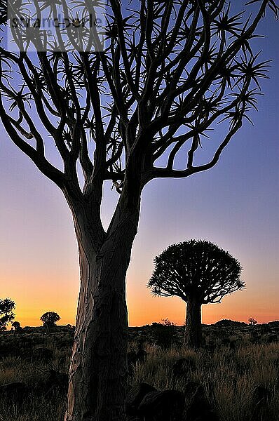 Köcherbäume (Aloe dichotoma)  Kokerboom bei Sonnenuntergang  Namibia  Afrika