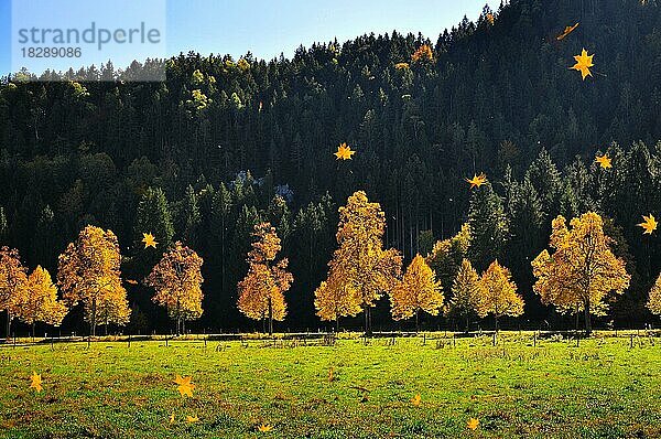 Bäume im herbstlichen Licht bei Schwangau  Ostallgäu  Schwaben  Bayern  Deutschland  Europa