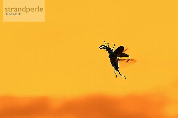 Europäischer Hirschkäfer (Lucanus cervus)  Männchen im Flug mit Flügeln und geöffneten Flügelhüllen  Silhouette vor gelbem Sonnenuntergangshimmel im Sommer