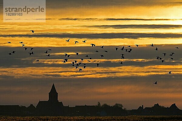 Entenschwarm als Silhouette im Sonnenuntergang  der im Winter über ein Feld im Naturschutzgebiet Uitkerkse Polder bei Blankenberge  Westflandern  Belgien fliegt