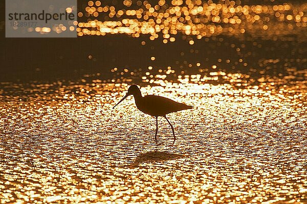 Silhouette einer Uferschnepfe (Limosa limosa) bei der Futtersuche im seichten Wasser bei Sonnenuntergang