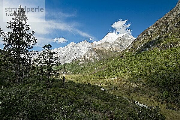 Bergwald auf 4500 m Höhe in Kham  Yading National Park  Daocheng County  Garzê County  Himalaya  Sichuan  Osttibet  Tibet  China  Asien