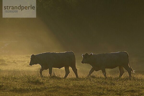 Zwei Hausrind (Bos taurus) auf einem Feld an einem nebligen Morgen